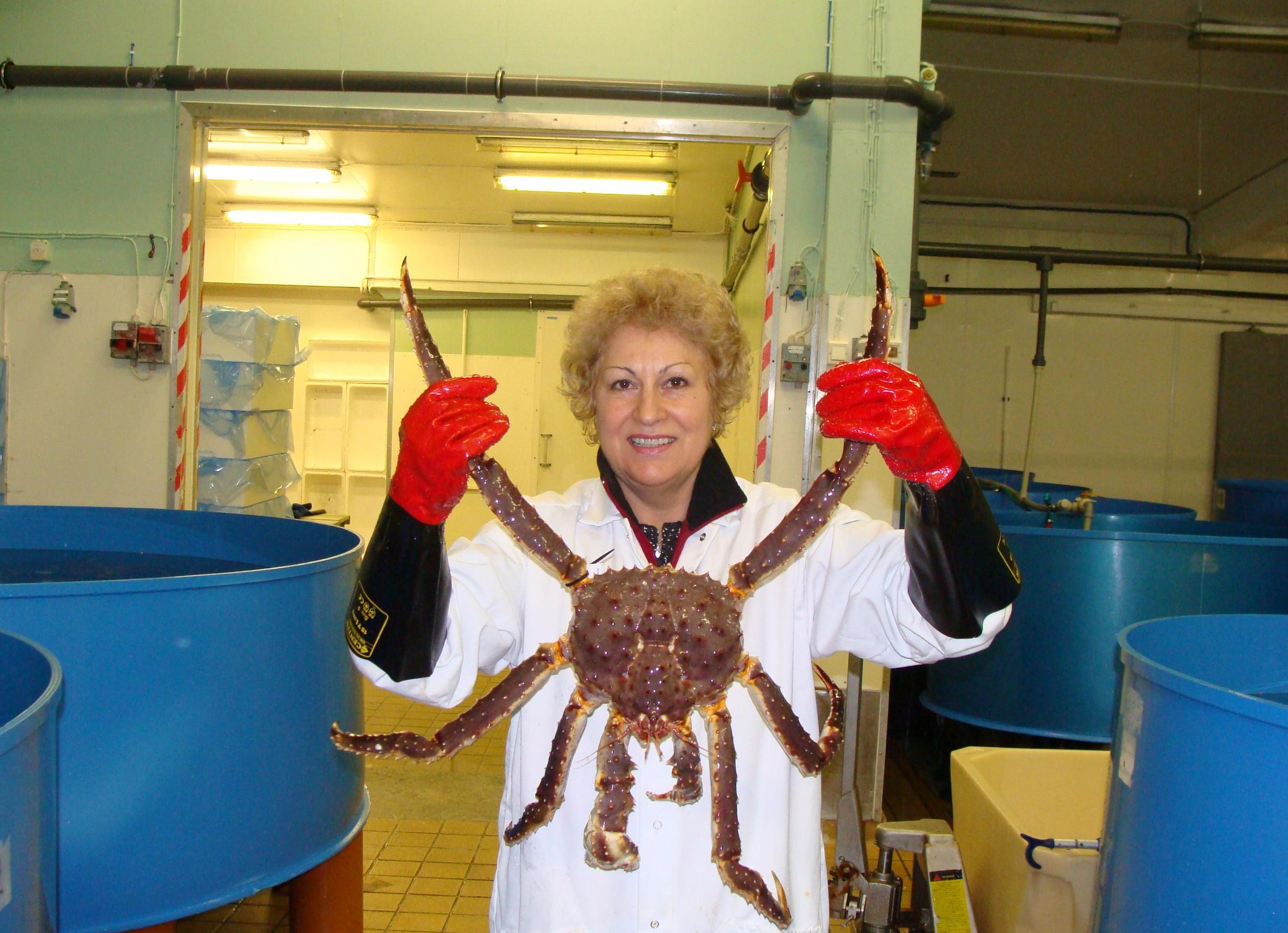 Откуда в Мурманске взялся камчатский краб и как на него успешно разводили туристов